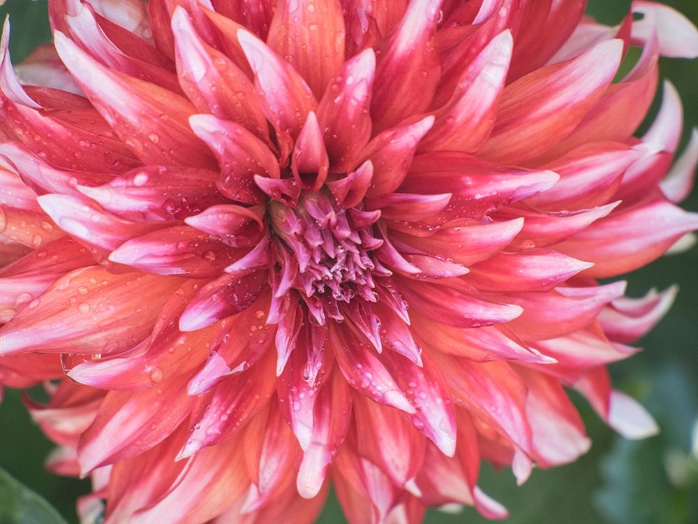 Oregon-Canby-Swam Island Dahlias-Dahlia flower close-ups